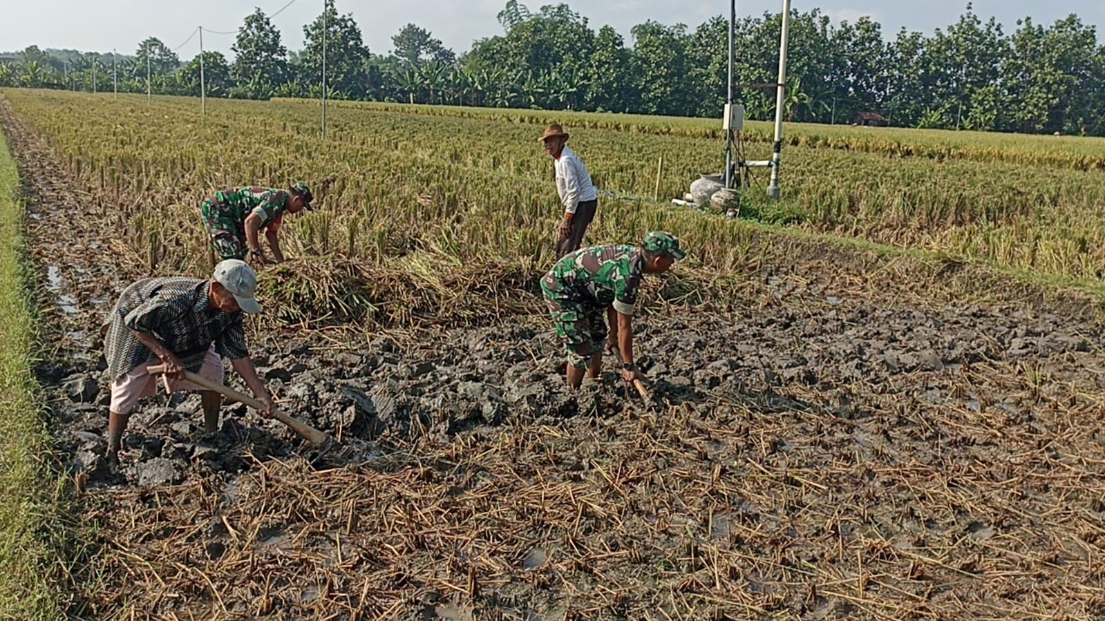 Babinsa Sragen Sertu Kokok membantu petani mencangkul sawah untuk mendukung ketahanan pangan desa.