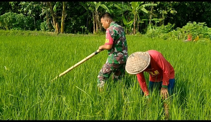 Babinsa Sragen dampingi petani bersihkan gulma di lahan persawahan