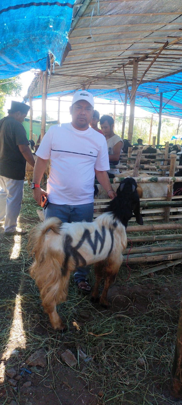 Umar Hayat menunjukkan kambing kurban jelang Idul Adha 1447 H.