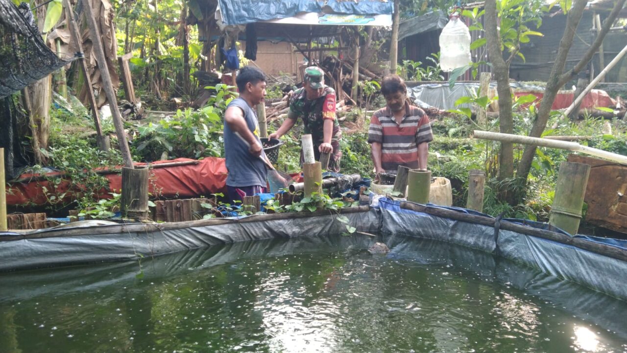 Babinsa Boyolali Turun Tangan Dampingi Warga Kembangkan Usaha Ikan Lele