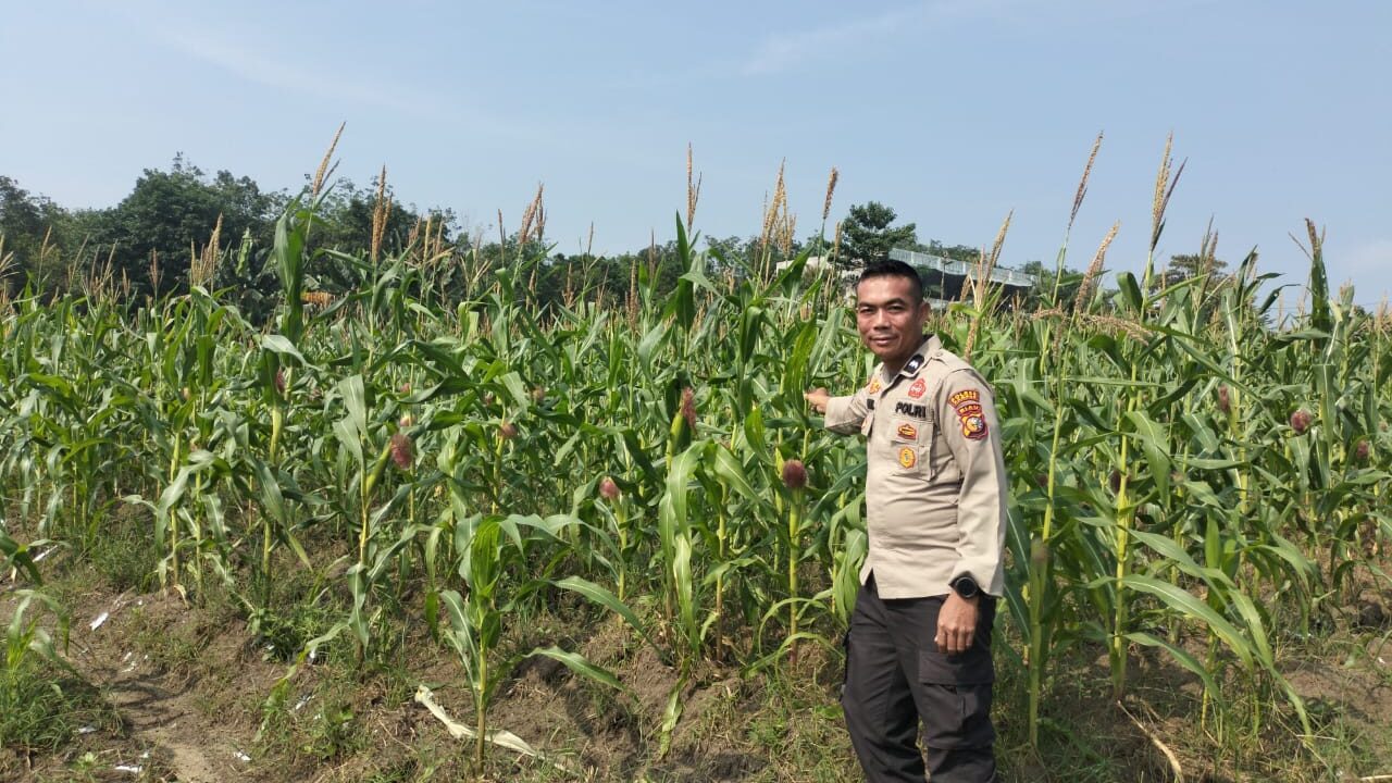 Tanaman Jagung 0,75 Hektare Dipantau Polsek Kampar Kiri, Panen Ditargetkan September