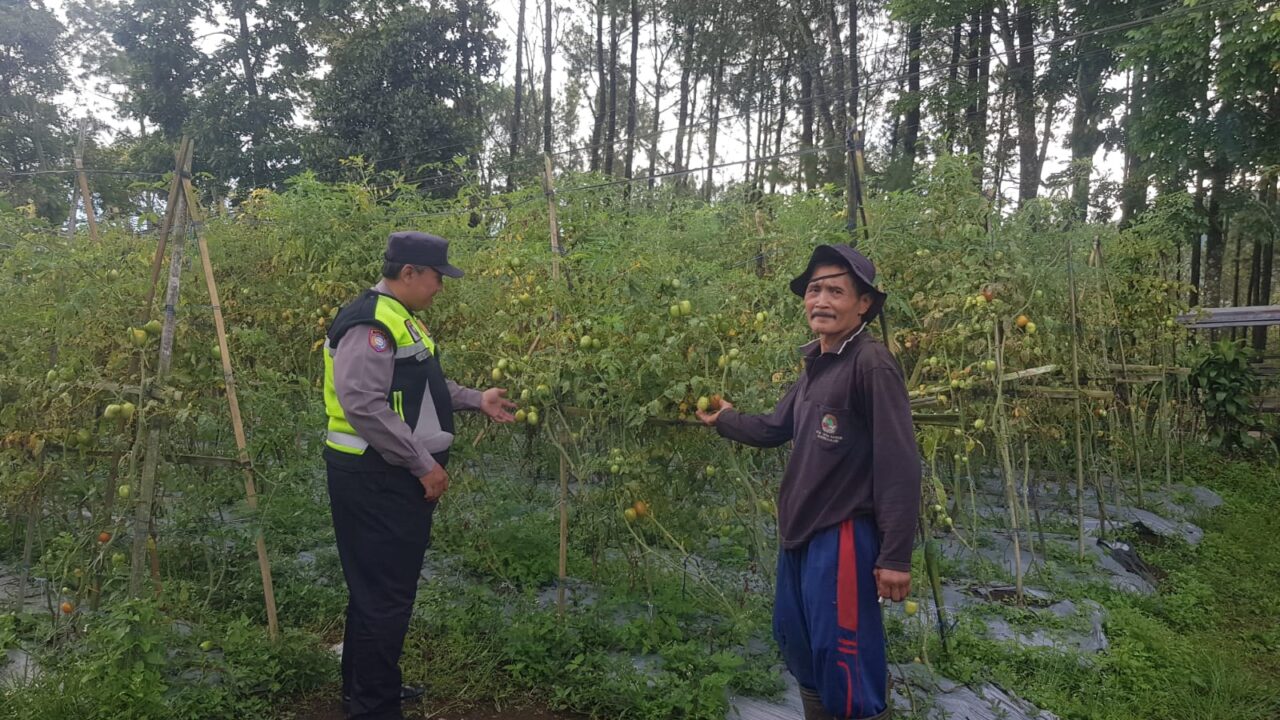 Polres Pasuruan Dorong Budidaya Tomat untuk Perkuat Ketahanan Pangan